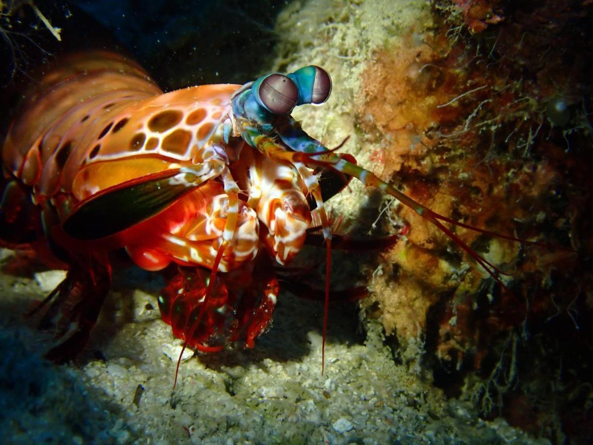 Alegria Dive Resort Buitenkant foto