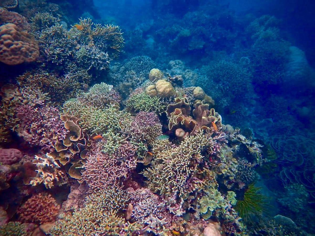 Alegria Dive Resort Buitenkant foto